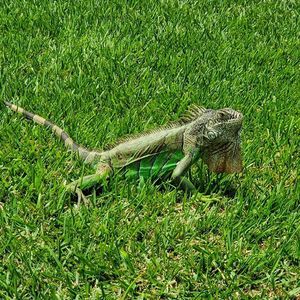 Meet your Posher, Benjamin